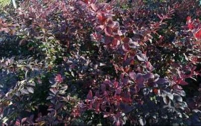 Berberis thunb. 'Atropurpurea' - Japanse Zuurbes , Rode Japanse Zuurbes 50- 60 cm in pot