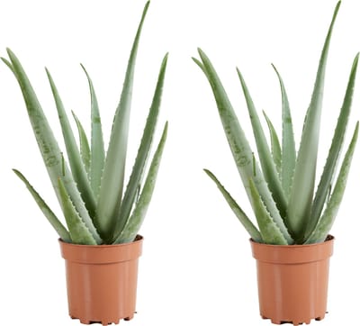Bloomique - Set van 2 - Aloe Vera Plant - Kamerplanten - Vetplanten - Succulenten - Zeer Gemakkelijk in onderhoud - Hoogte 50-60 cm - Pot 17 cm