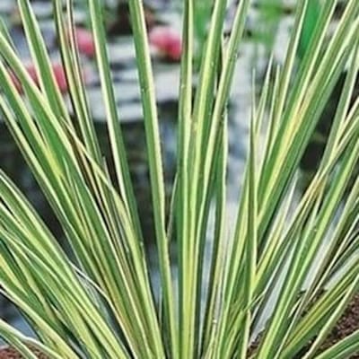 Moerings Acorus Calamus Gramineus | Mini bonte kalmoes | In 18CM Mand Kant en Klaar