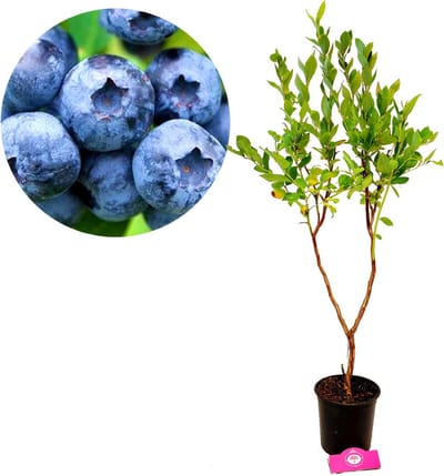 Vaccinium corymbosum 'Jersey' Amerikaanse blauwe bes, 2 liter pot