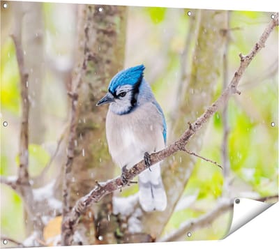 Gards Tuinposter Blauwe Gaai Vogel in de Sneeuw - 120x90 cm - Tuindoek - Tuindecoratie - Wanddecoratie buiten - Tuinschilderij