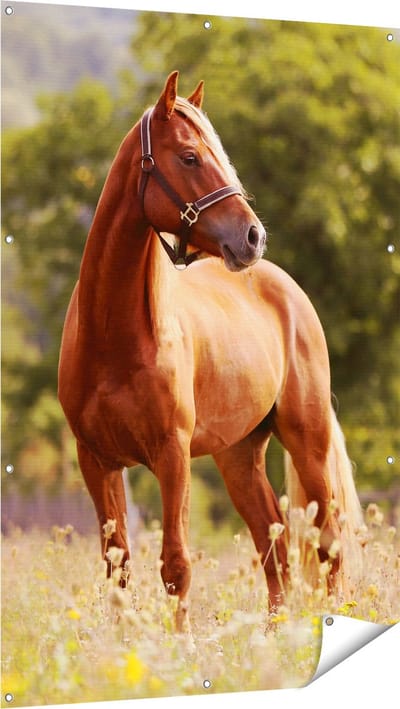 Gards Tuinposter Bruin Paard in de Wei - 100x150 cm - Tuindoek - Tuindecoratie - Wanddecoratie buiten - Tuinschilderij