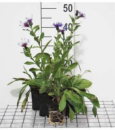 6x Korenbloem - Centaurea mont. 'Coerulea' | 9x9 cm pot