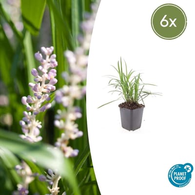 Trendyplants - Liriope muscari 'Monroe White' - 6 stuks - Leliegras - Winterhard - Hoogte 10-30 cm - Potmaat Ø9cm