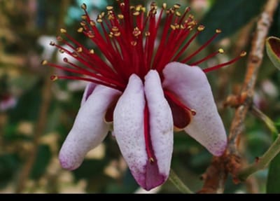 Acca sellowiana (feijoa sellowiana) - Braziliaanse Guave, Ananasguave 60- 80 cm in pot