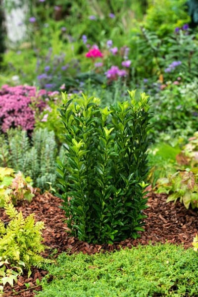 Arbustes de haie - Un ensemble 3 - Euonymus japonicus 'Green Spire' - (1.5L) 15-20 cm