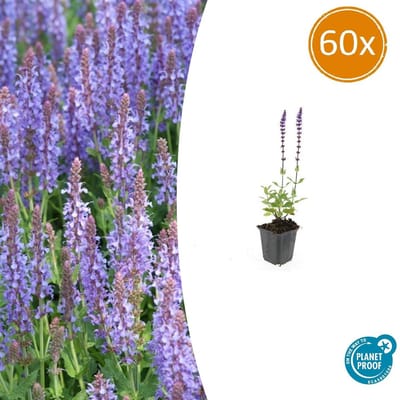 Tuinplantenshop.com | Salvia nem. 'Caradonna' | 60 stuks - Ø9cm - 10-25cm hoog - Tuinplant