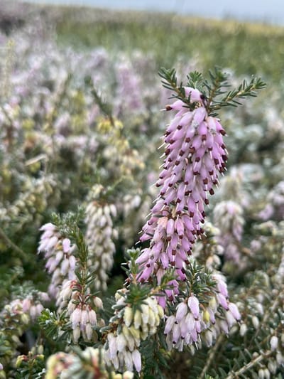 Winterheide Rood - 10 Stuks - Erica carnea 'December Red' - P9.5 - Plant - Tuinplant - Heide