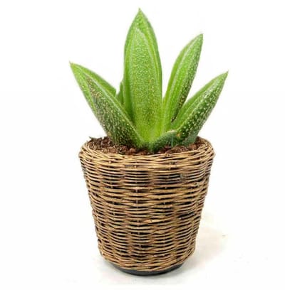 Van Der Leenden Planten/bloemen mand - rond - rotan - gevlochten riet - D39 x H36 cm - drypot