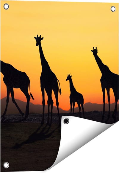 Gards Tuinposter Vier Giraffe Silhouetten bij Zonsondergang - 40x50 cm - Tuindoek - Tuindecoratie - Wanddecoratie buiten - Tuinschilderij