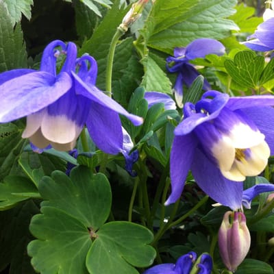 6 x Aquilegia Flabellata 'Ministar' - Akelei Pot 9x9 cm - Compacte Blauwe Bloemen