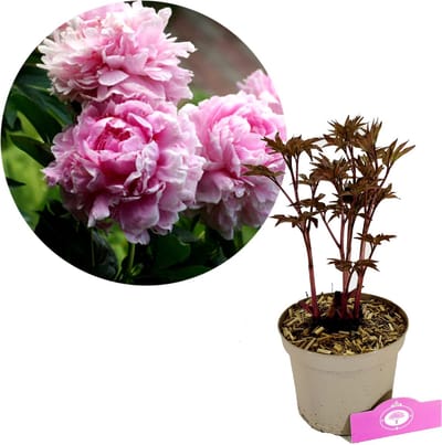 Paeonia lactiflora 'Sarah Bernhardt' - Pioenroos - Hoogte 40cm - 2 liter pot