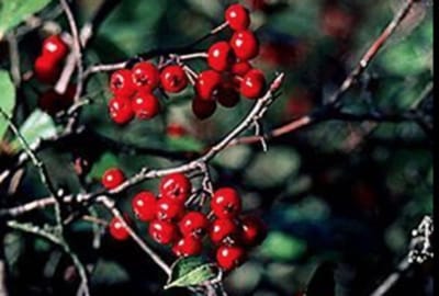 Aronia arbutifoia 'Brilliant' - APPELBES , RODE APPELBES 40 - 60 cm in pot