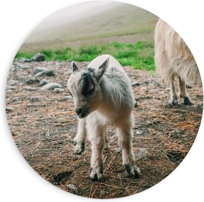 KuijsFotoprint - Schilderij - Klein Baby Geitje - Wit, Bruin En Grijs - 90 X 90 Cm