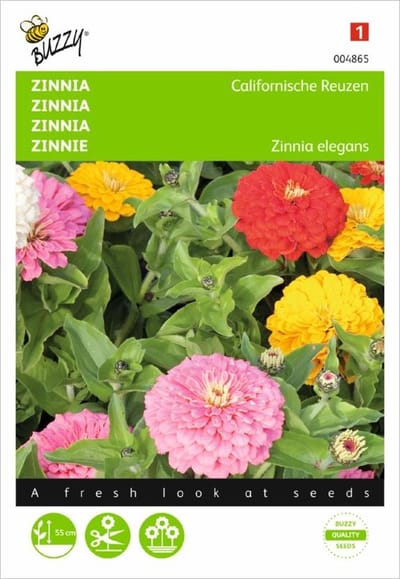 Zinnia Californische Reuzen - Zinnia elegans