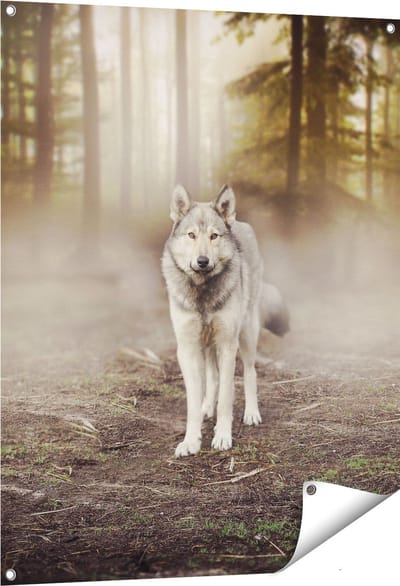 Gards Tuinposter Grijze Wolf in het Bos - 80x100 cm - Tuindoek - Tuindecoratie - Wanddecoratie buiten - Tuinschilderij