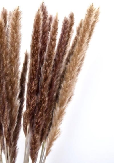 Pampas Fluffy Pluimen | 12 stuks | 70 cm | Droogbloemen | Natuurlijk Bloemen | Pampas grassen