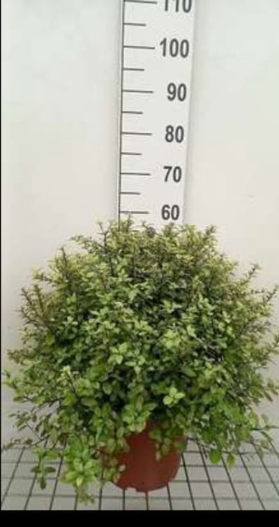 Pittosporum ten. 'Pompom' - Australische Laurier 30- 40 cm in pot
