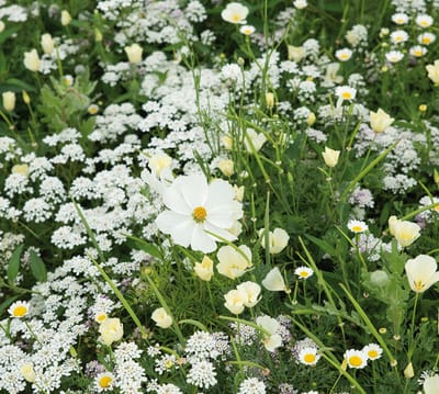 Veldbloemen zaad - Witte tinten 100 gram - 50 m2 - korenbloem - Afrikaanse goudsbloem - slaapmutsje - bijen - vlinders