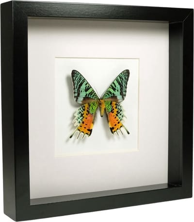 Opgezette vlinder Urania ripheus in zwart houten kader 25x25 cm De Museumwinkel.com