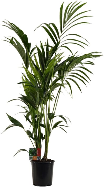 Kentia Palm - Hoogte 170cm - Pot 24cm