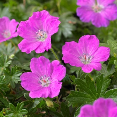 Bloedooievaarsbek (Geranium sanguineum) - Ooievaarsbek Max Frei - Vaste planten - Bijen-Vlinders - Geurend - Zomerbollen - Voorjaarsbollen