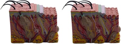 Huid Model - Anatomisch Model - Klaslokaal Studie - 35x Vergroting - 2 Stuks - Foto Kleur