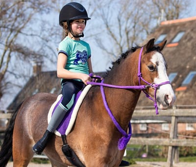 Qhp Touwhalster Met Teugels Paars - pony