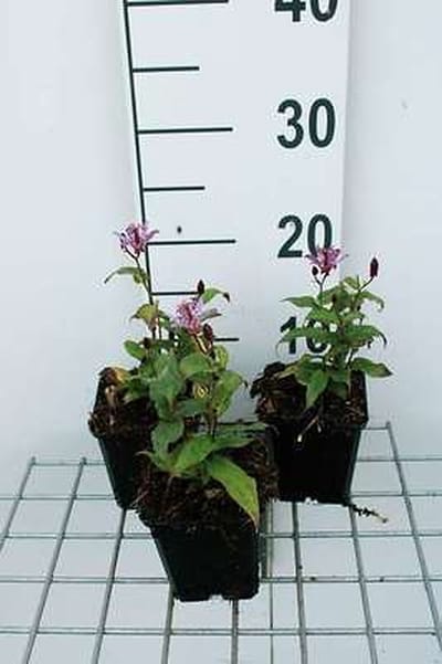 6x Tricyrtis - Tricyrtis form. 'Dark Form' | 9x9 cm pot