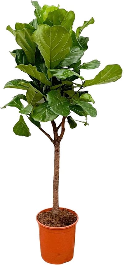 Ficus Lyrata met viool vormige bladeren, Vioolbladplant boom variant - 180 cm hoog, ⌀30
