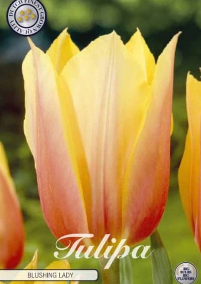 Blushing Lady Single late Tulpenbollen 10 Stuks Bolmaat 12+
