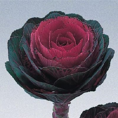 Sierkool Brassica Oleracea Crane F1 Bicolor Red