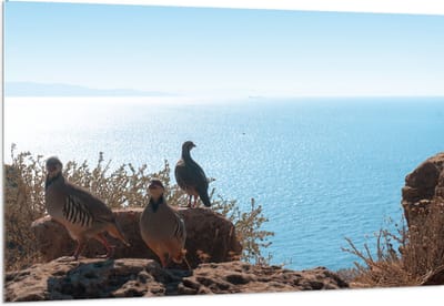 Acrylglas - Drie Vogels op Stenen aan de Rand van Cliff aan de Kust - 150x100 cm Foto op Acrylglas (Wanddecoratie op Acrylaat)