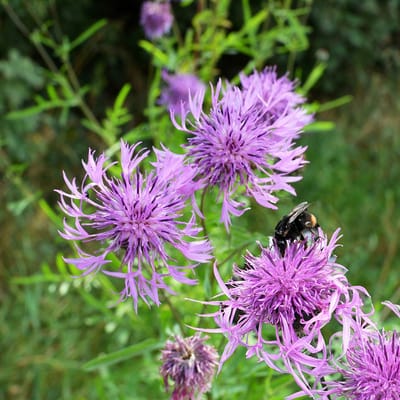 Sluis garden - Inheemse bloemenzaden - Grote centaurie - geproduceerd in Nederland