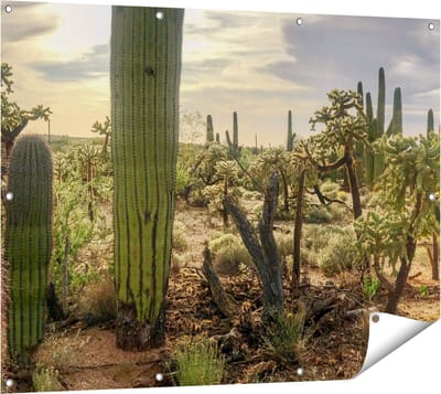 Gards Tuinposter Cactus Planten in het Wild - 120x90 cm - Tuindoek - Tuindecoratie - Wanddecoratie buiten - Tuinschilderij