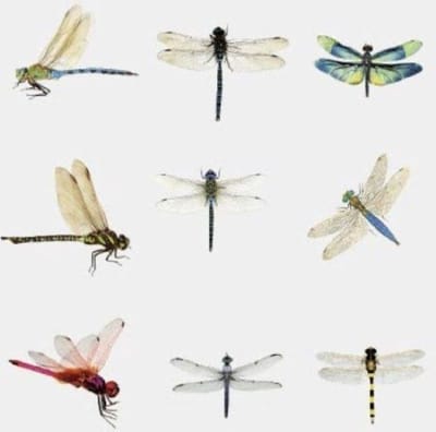Stickerset Libelle - 30 stuks - Stickers Libellen