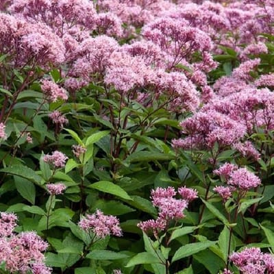 6 x Eupatorium Maculatum 'Atropurpureum ' - Koninginnekruid pot 9x9cm