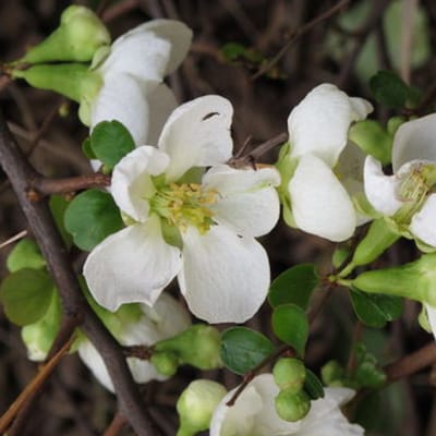 Dwergkwee - Chaenomeles superba 'Jet trail' 30-40 cm
