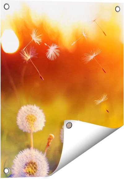 Gards Tuinposter Paardenbloemen tijdens Zonsondergang - 40x50 cm - Tuindoek - Tuindecoratie - Wanddecoratie buiten - Tuinschilderij