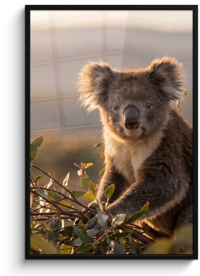 Poster in lijst - Fotolijst 80x120 cm - Posters - Koala - Bladeren - Ochtendlicht - Posterlijst zwart - Decoratie - Wanddecoratie woonkamer - Muurdecoratie slaapkamer