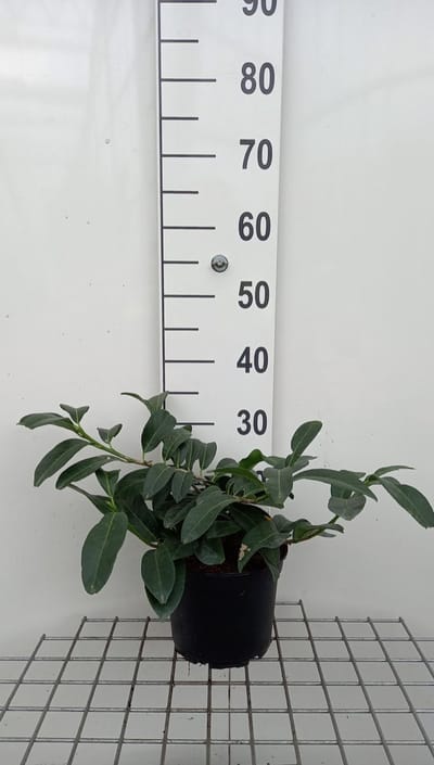 Prunus laurocerasus 'Mount vernon' - Laurierkers 30 - 40 cm in pot