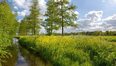 Fotobehang Voorjaarbloemen in weidelandschap 250 x 260 cm - € 175,--