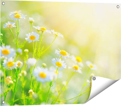 Gards Tuinposter Witte Kamille Bloemen met Zonneschijn - 80x60 cm - Tuindoek - Tuindecoratie - Wanddecoratie buiten - Tuinschilderij