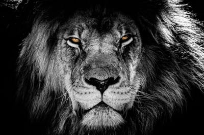 Canvasdoek - Schilderij - Leeuw Lion Bruine Ogen Aan De Muur Natuur - Zwart, Wit En Bruin - 60 X 90 Cm