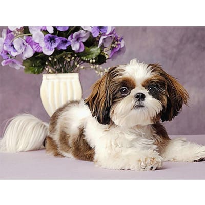 Diy 5D Diamant Schilderij Dieren Hond Foto Diamant Borduren Dieren Home Decor Cadeau 20X30CM