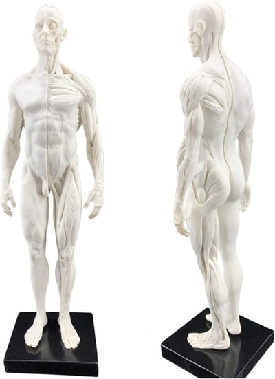 Anatomie Model Man - Menselijk Lichaam Model - Artistieke Studie - Half Spier Half Huid - 30 cm - Natuurlijke Kleur
