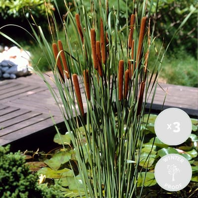 Bloomique - Set van 3 - Typha Latifolia - Grote Lisdodde - Rietsigaar - Vijverplanten - Winterhard - Vijverzone 2-3 - Hoogte 15-25 cm - Pot 9 cm