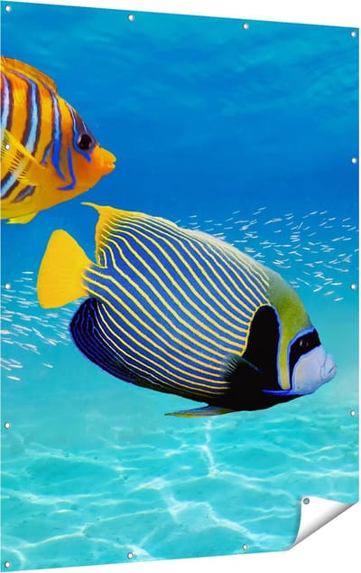 Gards Tuinposter Twee Tropische Vissen in de Rode Zee - 120x160 cm - Tuindoek - Tuindecoratie - Wanddecoratie buiten - Tuinschilderij