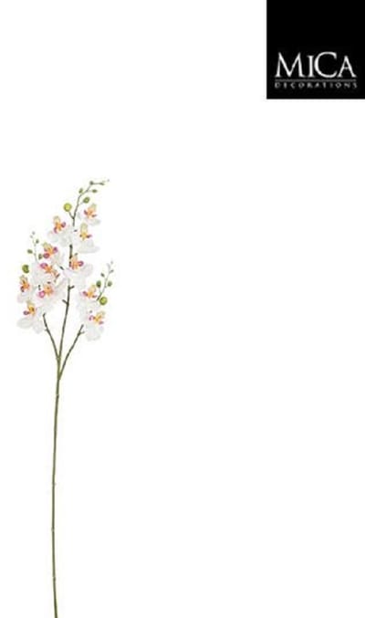 Phalaenopsis white - l75cm