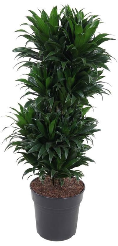 Bossige Groei Dracaena Compacta Vertakt 100cm - Ø27cm - Compacte Kamerplant